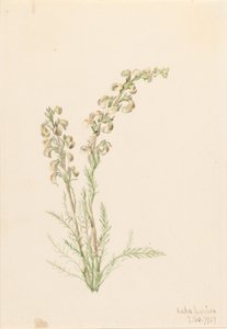Helecho alpino (Pedicularis contorta) de Mary Vaux Walcott