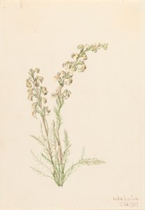 Vida de Helecho Alpino Pedicularis contorta, 1907 de Mary Vaux Walcott