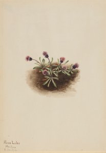 Flor de los Alpes (Erigeron unalaschcensis) de Mary Vaux Walcott