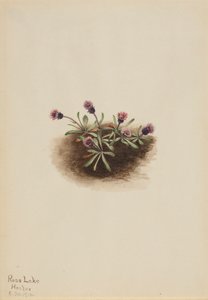 Erigeron alpino Erigeron unalaschcensis, 1916