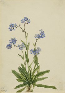Nomeolvides alpina (Myosotis alpestris)