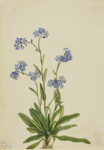 Nomeolvides alpino Myosotis alpestris, 1924