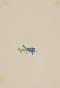 Campanilla alpina (Campanula lasiocarpa) de Mary Vaux Walcott