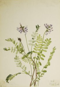 Lechetrezna alpina (Astragalus alpinus) de Mary Vaux Walcott