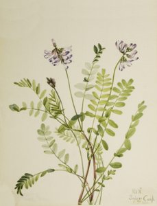 Astrágalo alpino de Mary Vaux Walcott
