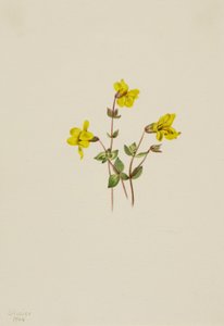 Flor de Mono Alpina Mimulus caespitosus, 1904 de Mary Vaux Walcott