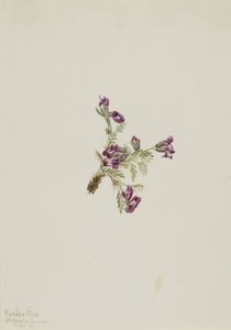 Terciopelo alpino (Oxytropis podocarpa) de Mary Vaux Walcott