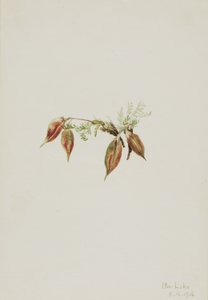 Terciopelo alpino (Oxytropis podocarpa) de Mary Vaux Walcott