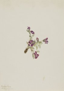 Oxytropis podocarpa alpina de Mary Vaux Walcott