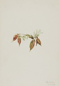 Vetch alpino, 1918