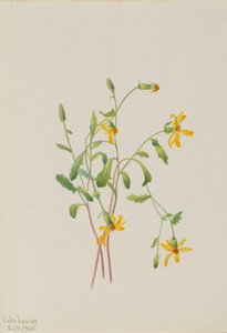 Artemisa alpina (especie Senecio) de Mary Vaux Walcott