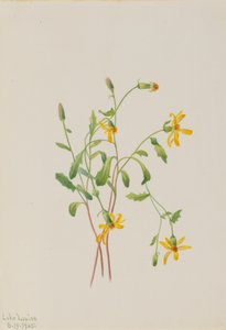 Senecio alpino Senecio species, 1905 de Mary Vaux Walcott