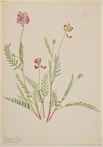 Arveja alpina (Astragalus bourgovii) de Mary Vaux Walcott