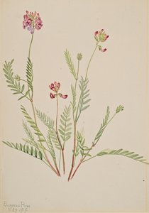 Vez Astragalus bourgovii