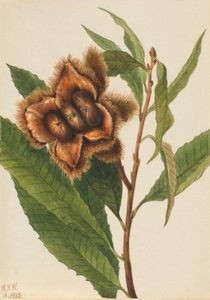 Castaño americano (Castanea dentata) de Mary Vaux Walcott