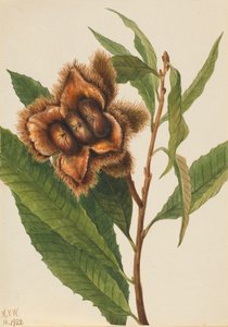 Castaño americano Castanea dentata, 1932