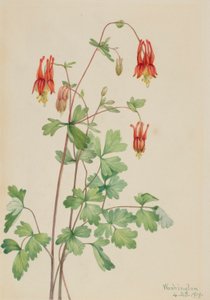 Columbina americana (Aquilegia canadensis) de Mary Vaux Walcott