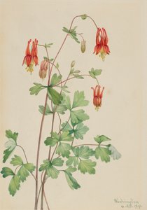Columbina Americana Aquilegia canadensis, 1919 de Mary Vaux Walcott