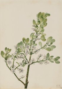 Muérdago americano Phoradendron flavescens