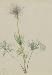 Pasqueflower americano (Pulsatilla ludoviciana) de Mary Vaux Walcott