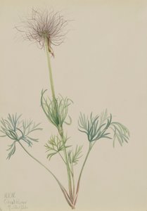 Pulsatilla Americana de Mary Vaux Walcott