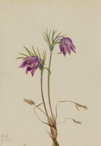 Flor de pasque americana Pulsatilla ludoviciana, 1922 de Mary Vaux Walcott