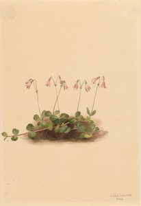 Campanilla americana (Linnaea borealis americana) de Mary Vaux Walcott