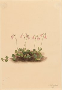 Linaea borealis americana, 1902 de Mary Vaux Walcott