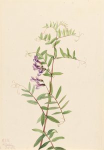Veza americana (Vicia americana) de Mary Vaux Walcott