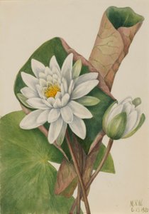 Nenúfar americano (Castalia odorata) de Mary Vaux Walcott