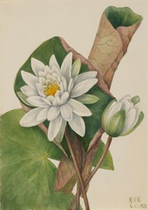 Nenúfar americano Castalia odorata, 1920 de Mary Vaux Walcott