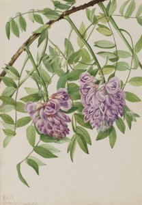 Glicinia americana Kraunhia frutescens, 1925 de Mary Vaux Walcott