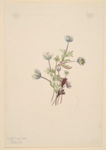 Anémona (Anemone drummondii) de Mary Vaux Walcott