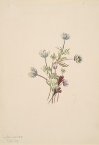 Anémona Anemone drummondii, 1907 de Mary Vaux Walcott