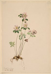 Anemonella (Syndesmon thalictroides) de Mary Vaux Walcott