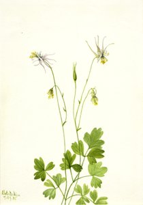 Aquilegia ecalcarata, 1935 de Mary Vaux Walcott