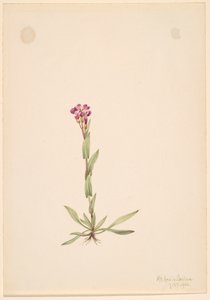 Arabis lyallii, 1916 de Mary Vaux Walcott