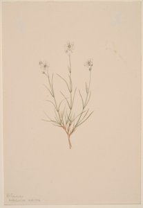 Arenaria formosa de Mary Vaux Walcott