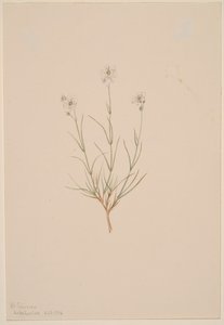 Arenaria formosa, 1904 de Mary Vaux Walcott