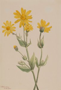Arnica (Arnica latifolia)
