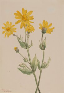 Árnica Arnica latifolia, 1904