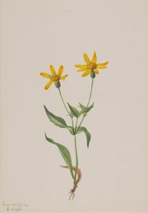 Arnica alpina