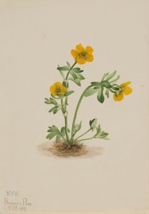 Ranúnculo de avalancha Ranunculus suksdorfii, 1919