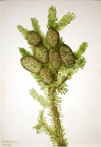 Abeto balsámico de Mary Vaux Walcott