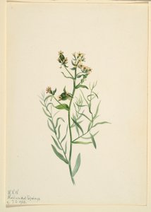 Lenteja de sapo bastarda (Comandra pallida) de Mary Vaux Walcott