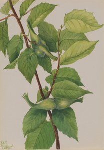 Avellana con Pico Corylus rostrata, 1932 de Mary Vaux Walcott