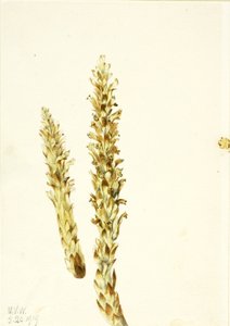 Maíz oso (Conopholis americana) de Mary Vaux Walcott