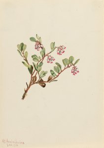 Gayuba (Arctostaphylos uva-ursi) de Mary Vaux Walcott