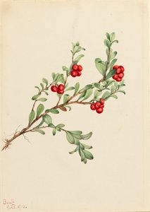 Gayuba Arctostaphylos uva-ursi, 1916