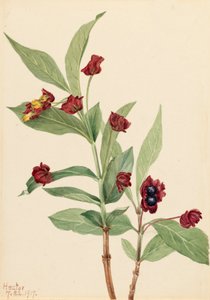 Madreselva de uva ursi Lonicera involucrata, 1917.